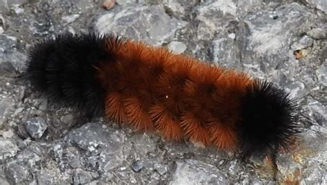 Fuzzy Brown Caterpillar Identification