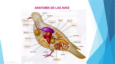 Anatomía De Las Aves 4to De Primaria Youtube