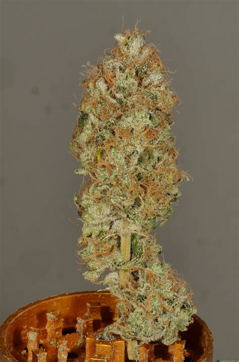 Strain-Gallery: Flounder Breath (MassMedicalStrains) PIC