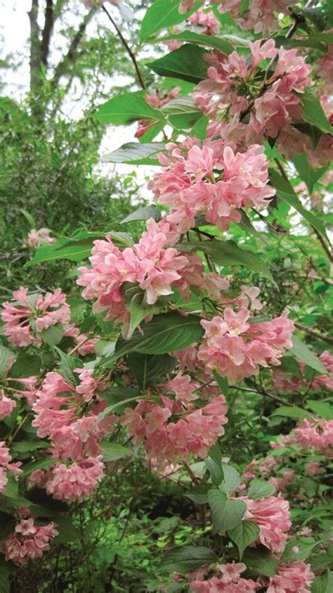 Pink flowering almond deciduous shrub that produces. Weigela florida Jitsuko's Gold, a vigorous shrub that ...