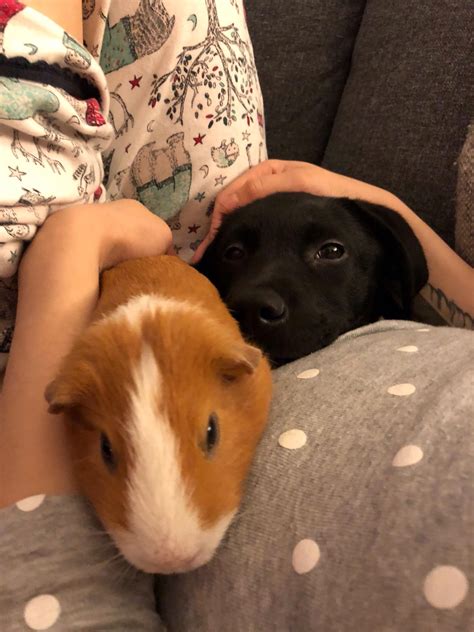 Последние твиты от pig and puppy (@pigandpuppy). A pig and a puppy : aww