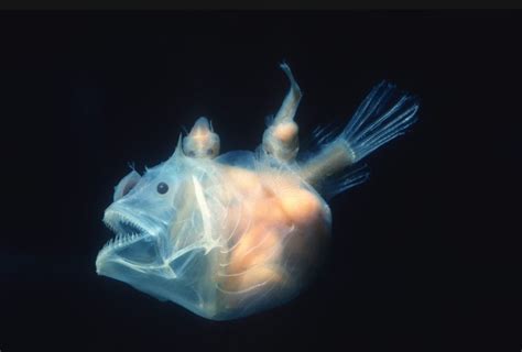 What Do Anglerfish Eat American Oceans