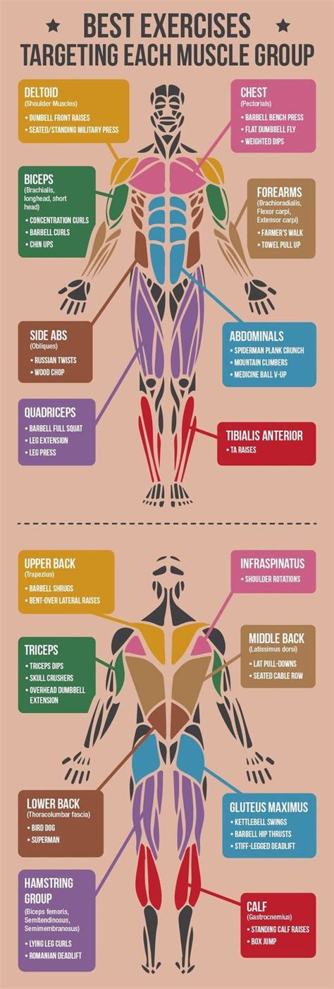 When these muscles contract, they elevate the pectoral girdle (as in shrugging) and move the scapula medially. Best Exercises Targeting Each Muscle Group Of The Body ...