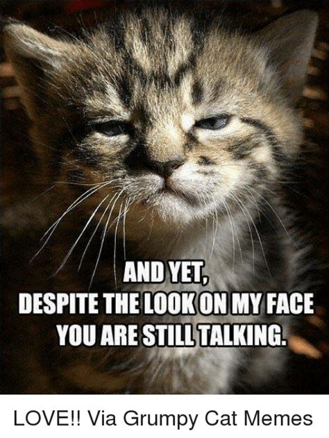 25 Best Memes About Grumpy Cat Meme Grumpy Cat Memes