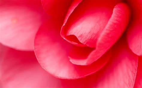 Red rose close up flower hd desktop wallpaper background download. Nature Full Hd 1080P Wallpaper, Desktop HD Wallpapers ...
