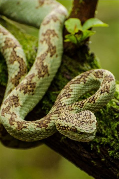 10 Most Rarest Snakes In The World Four Paw Square