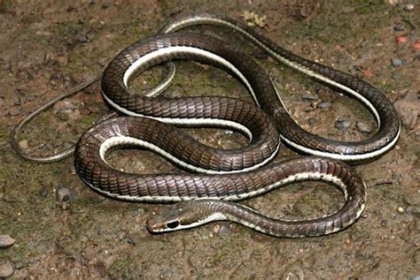 12 Non Poisonous Snakes In India