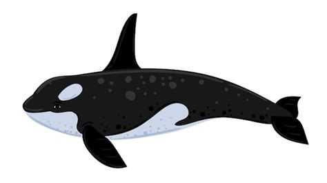 Premium Vector Cartoon Killer Whale Underwater World Marine Life