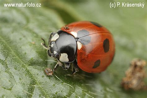 Coccinella Septempunctata Pictures 7 Spot Ladybird Beetle Images