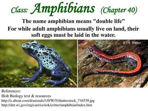 Ppt Class Amphibians Chapter 40 The Name Amphibian Means Double