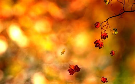 Cute Fall Wallpaper Backgrounds 60 Images
