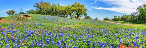 Hillside Wildflowers Photograph By Bee Creek Photography Tod And