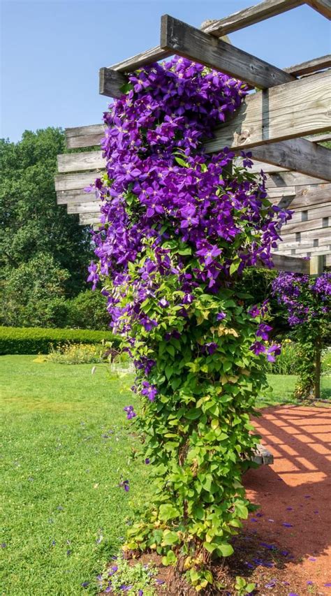 Maybe you would like to learn more about one of these? Clematis 'Jackmanii' in 2020 | Planting flowers, Clematis ...