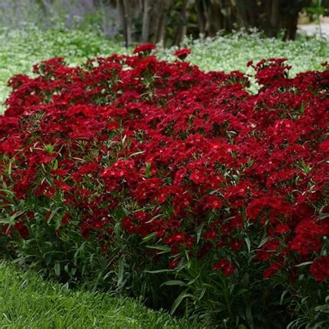 Dianthus Rockin Red Red Perennials Perennial Border Plants Red Plants