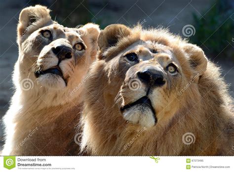 Lion And Lioness Stock Image Image Of Lioness African