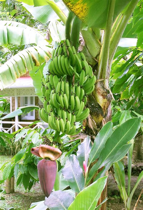 Banana Tree Banana Tree Banana Plants Banana Tree Tropical Garden