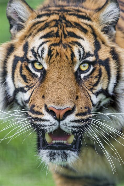 A Nice Portrait Of A Sumatran Tiger I Really Like This
