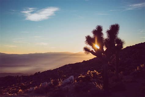 Sunset In Joshua Tree National Park Tmbtent