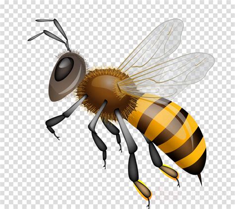 Honeybee Honey Bee Clipart Kid Realistic Honey Bee Clipart Hd Png