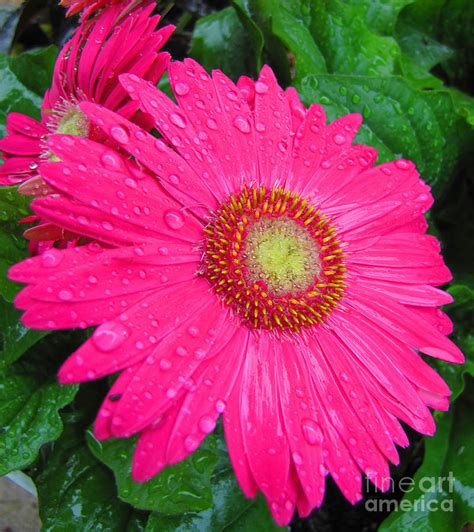 Gerbera Daisy After The Rain Photograph By Adri Turner Fine Art America