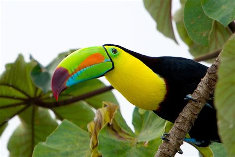 Toco Toucan Ramphastos Toco Prince Georges County Parents