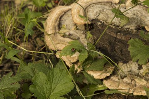 Close Up Hairy Bracket Tree Mushroom With Firebugs Stock Image Image