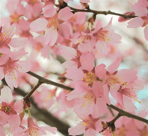 Cherry Blossom Cherish The Beauty Of Japan S Cherry Blossoms KCP