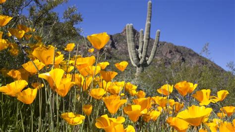 Common Arizona Wildflowers What To Look For When The Desert Blooms