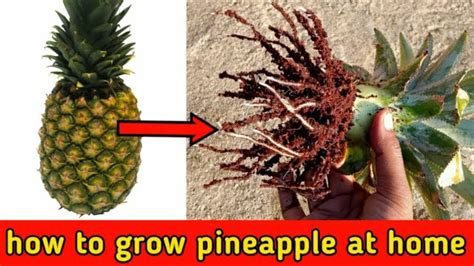 This Way To Grow Pineapple From Crown Part Rooting Very Mucheasy To