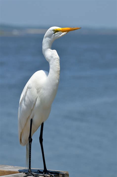 Plan And Manage Your Vacation Itinerary Heron Egret White Glacier