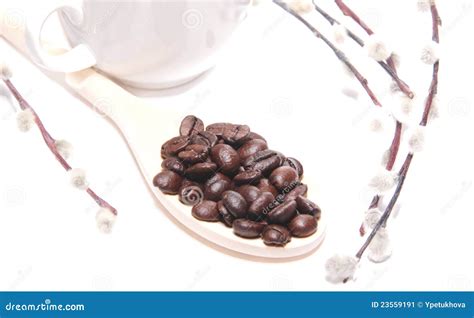 Coffee Grains And Branches Of Pussy Willow Stock Image Image Of Aromatic Meal 23559191