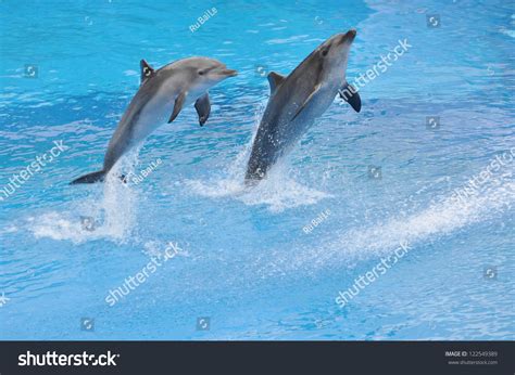 Two Dolphins Jump Out Of Water Stock Photo 122549389 Shutterstock