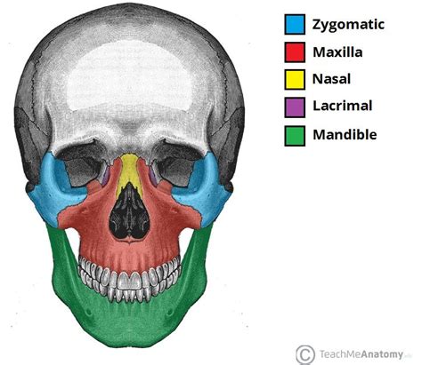 The spine, or backbone, is made up of a column of 33 bones and tissue going from the skull to the pelvis. Facial bones : 14 bones , only mandible and vomer are ...