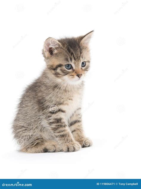 Cute Tabby Kitten Sitting On White Stock Image Image Of Sitting