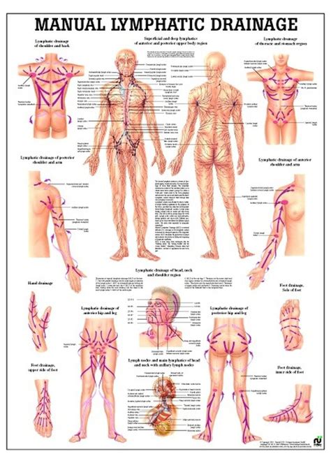 Lymphatic Drainage Poster Lymphatic Drainage Massage Lymphatic Drainage Lymphatic Massage