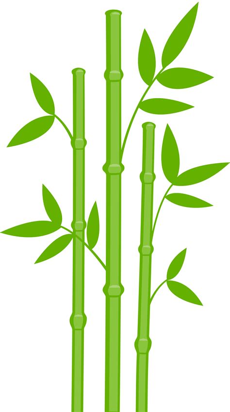 Le Graphique Vectoriel Bambou Clipart Bambou Plante Fichier Png Et My
