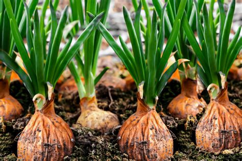 How To Grow And Care For Onions Trendradars Latest