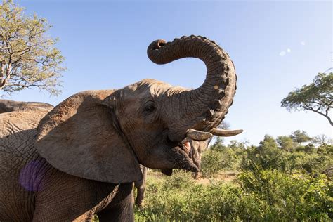 Khanyisa Bottle with Herman | HERD