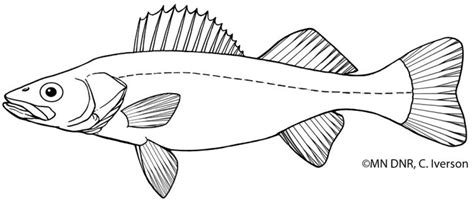 Walleye Fish Coloring Page Sketch Coloring Page