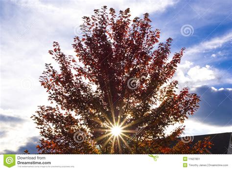 Tree With Red Autumn Leaves Near Sunset Stock Image Image Of Green