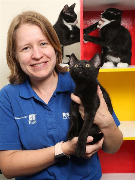 Rspca Cats And Kittens Fill Lonsdale Shelter Following New Desexing Laws The Advertiser