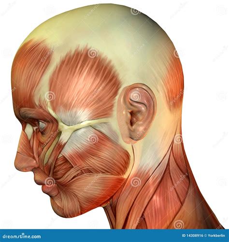 Head Side View Of Muscle Fibers Stock Illustration Illustration Of