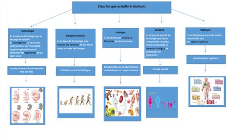 Tareas De Biología Mapa Mental 1 Campo De Estudio De La Biología