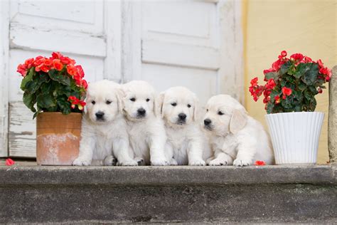 Top 5 Things To Consider When Getting A Puppy Mystart White Puppies