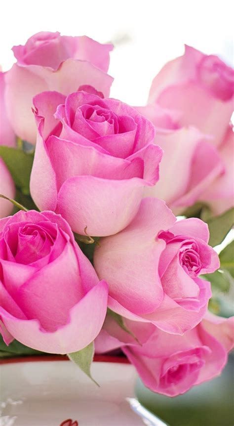 Pink Roses Flowers Romance Romantic Love Valentine Floral Beautiful Flowers Most Beautiful