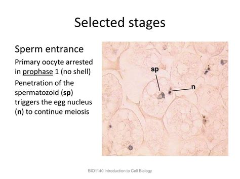 Ppt Bio1140 Lab 5 Meiosis Powerpoint Presentation Free Download Id