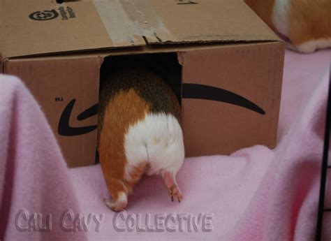 Cali Cavy Collective A Blog About All Things Guinea Pig