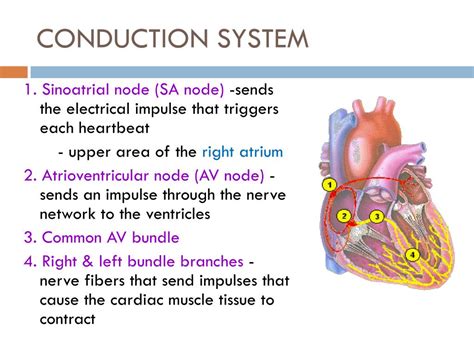 Ppt Heart Physiology And Conduction System Powerpoint Presentation Id