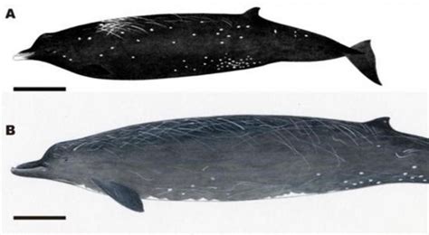 A new beaked whale species berardius minimus, which has been long postulated by local whalers in hokkaido, japan, has been confirmed. Descubren una nueva especie de cetáceo