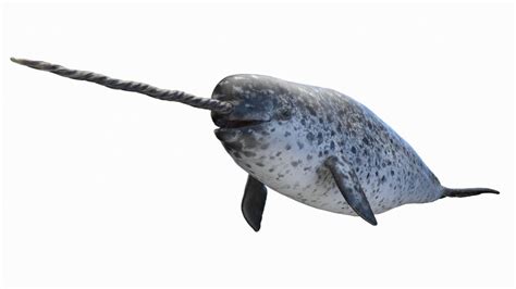 Interesting Facts About Baby Narwhals American Oceans